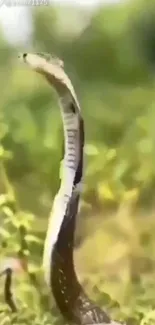 Cobra poised in green forest setting mobile wallpaper.