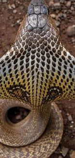 A detailed close-up of a cobra showing its intricate patterns and scales.