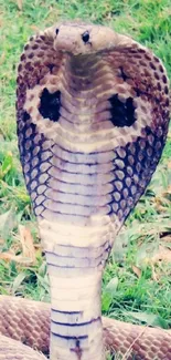 A majestic cobra poised on vibrant green grass, showcasing nature's fierce beauty.