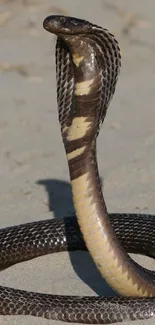 Majestic cobra rising elegantly on sandy terrain in the wild.