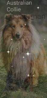 Majestic Collie dog in nature with sparkling stars around.