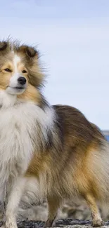 Majestic collie standing against a serene natural backdrop with a light blue sky.