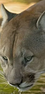 Cougar drinking water in nature setting.