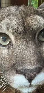 Close-up of a cougar's face with intense gaze.