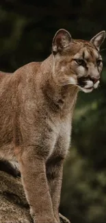 Majestic cougar standing on a rock in the forest.