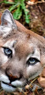 Majestic cougar looking intently at the camera in natural setting.