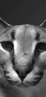 Monochrome closeup of a majestic cougar with deep, expressive eyes.