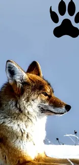 Coyote sitting in snow with paw print silhouette above.