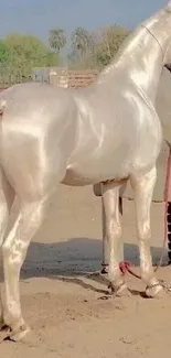 Cream-colored horse standing elegantly outdoors.