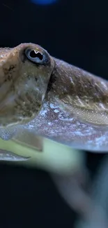 Majestic cuttlefish swimming underwater in a serene marine setting.