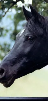Close-up of a majestic dark horse in nature.
