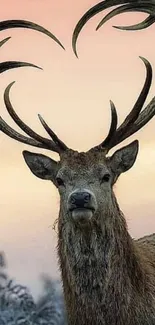 Majestic deer with heart-shaped antlers at sunset.