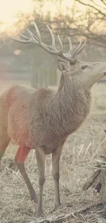 Majestic deer standing in a serene forest backdrop.