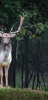 Majestic deer standing in lush forest.