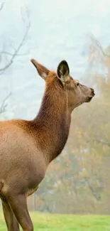 Deer standing in a serene autumn landscape, showcasing natural beauty.