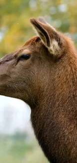 Close-up of a deer against a vibrant autumn backdrop.