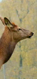 Majestic deer in an autumn forest, perfect for nature-themed mobile wallpaper.