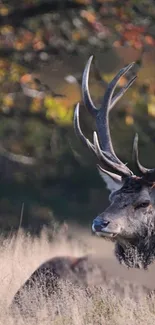 Majestic deer in autumn field with vibrant foliage.