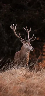 Majestic deer standing in a brown autumn field with antlers.