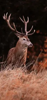 Majestic deer in rustic autumn field, mobile wallpaper.