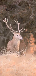 Majestic deer standing in an autumn forest, soft brown hues.