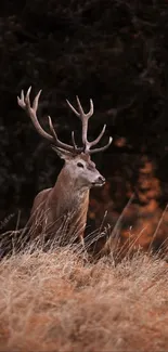 Majestic deer standing in an autumn forest.