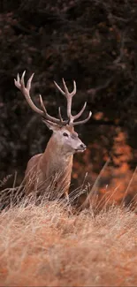 Majestic deer standing in orange-tinted autumn field with tall grass