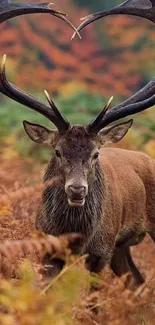 Majestic deer with heart antlers in a vibrant autumn forest.