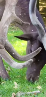 Majestic deer grazing in serene forest with twinkling details.