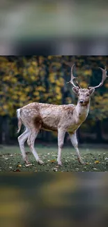 Majestic deer standing in a lush forest setting, perfect for mobile wallpaper.