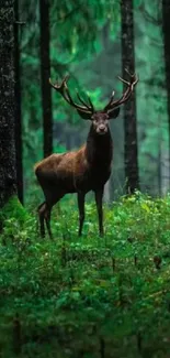 Majestic deer standing in a lush forest.