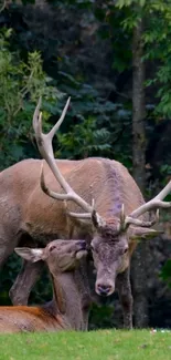 Two majestic deer in a lush green forest.