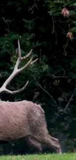 Deer standing in a tranquil forest