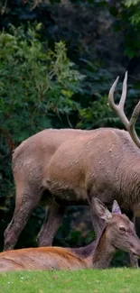 Two deer in a lush green forest landscape.