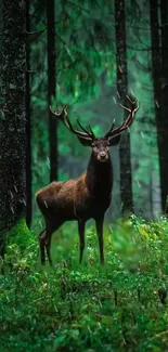 Majestic deer standing in a lush green forest surrounded by tall trees.