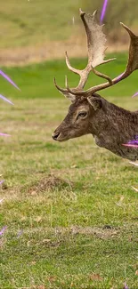 Majestic deer walking in a vibrant green meadow.