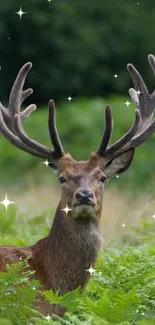 Deer standing in green forest background.