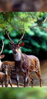 Majestic deer family in lush green forest.