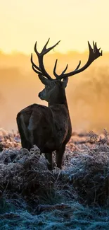 Majestic deer in a golden sunrise over frosty fields.