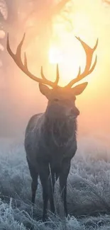 Majestic deer standing in a misty, sunlit forest landscape.