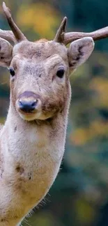 Majestic deer with antlers in a forest setting wallpaper.