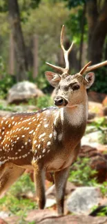 Majestic deer standing on rocky terrain in a forest.