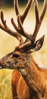 Majestic deer with large antlers in a golden meadow setting.