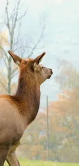 Majestic deer standing in a tranquil nature setting with soft light and trees.