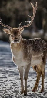 Majestic deer standing in snowy landscape with antlers.