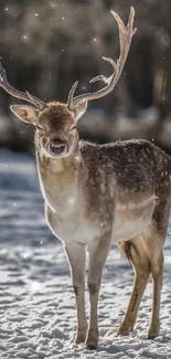 Majestic deer standing in snowy landscape with antlers raised.