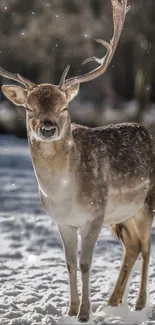 Majestic deer standing in snowy forest.