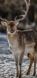 Majestic deer with antlers in a snowy forest landscape.