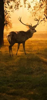 A majestic deer stands in a sunlit forest, surrounded by warm golden light.