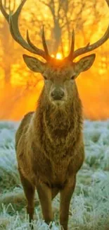 Majestic deer stands in frosty field at sunrise, with glowing orange sky.